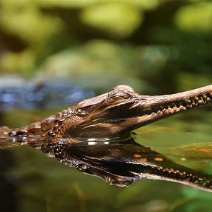 False Gharial Juvenile