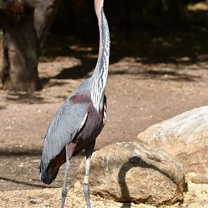 Goliath Heron (Ardea goliath)