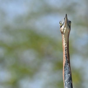 Goliath Heron (Ardea goliath)