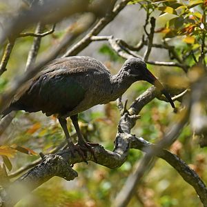 Hadada Ibis (Bostrychia hagedash)