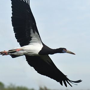 Abdim's Stork (Ciconia abdimii)