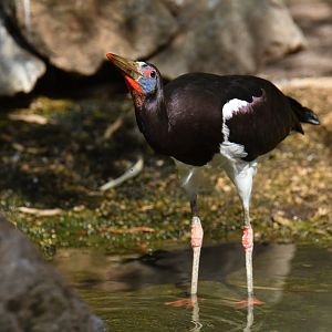 Abdim's Stork (Ciconia abdimii)