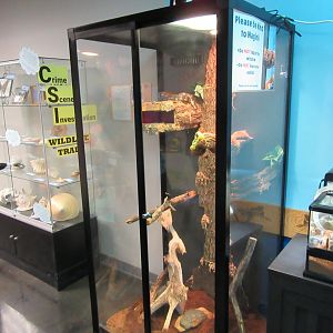 Carpet Python Exhibit
