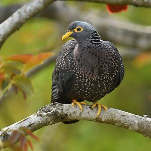 African Olive-Pigeon (Columba arquatrix)