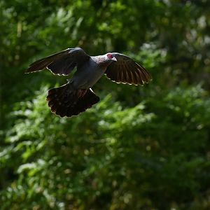 Speckled Pigeon (Columba guinea)