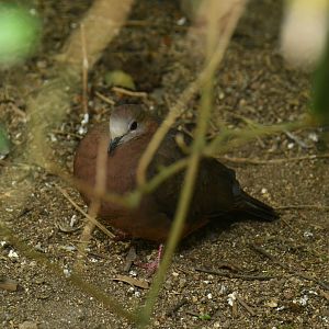 Lemon Dove (Columba larvata)