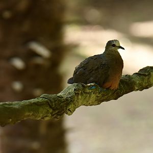 Lemon Dove (Columba larvata)