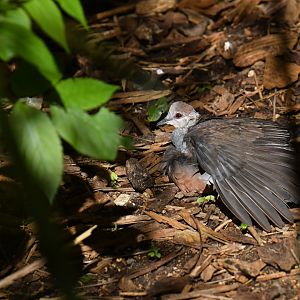 Lemon Dove (Columba larvata)