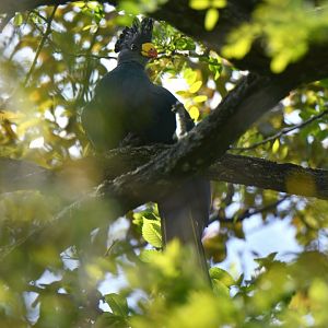 Great Blue Turaco (Corythaeola cristata)