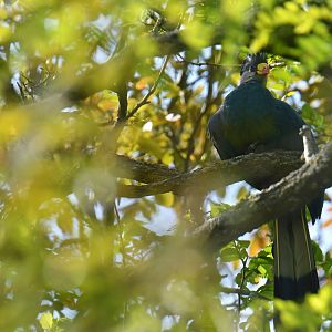 Great Blue Turaco (Corythaeola cristata)