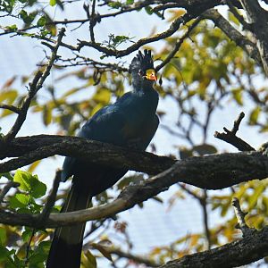 Great Blue Turaco (Corythaeola cristata)