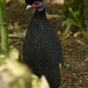 Kenya Guineafowl (Guttera pucherani)