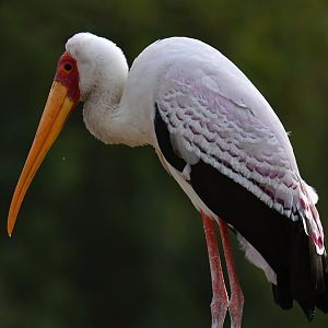Yellow-billed Stork (Mycteria ibis)