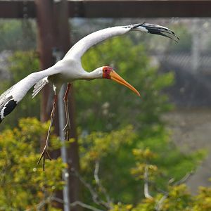 Yellow-billed Stork (Mycteria ibis)
