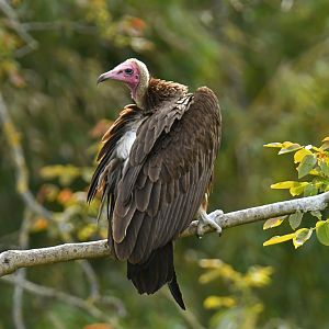 Hooded vulture (Necrosyrtes monachus)