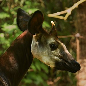 Okapi (Okapia johnstoni)