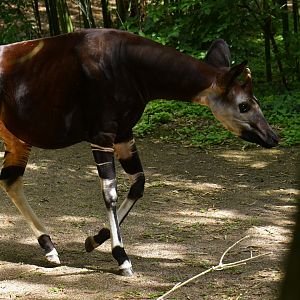 Okapi (Okapia johnstoni)