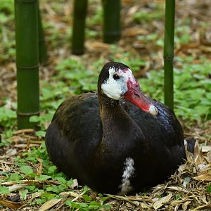 Spur-winged Goose (Plectropterus gambensis)