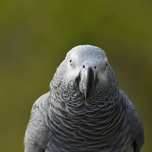 Grey Parrot (Psittacus erithacus)
