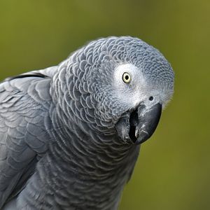 Grey Parrot (Psittacus erithacus)