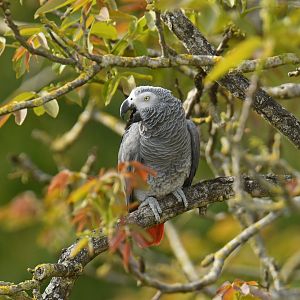 Grey Parrot (Psittacus erithacus)