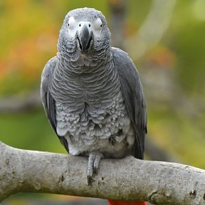 Grey Parrot (Psittacus erithacus)