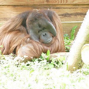 Male Bornean orangutan, May 2022