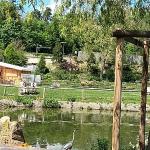 Pond with wild Egyptian Goose and Grey Heron