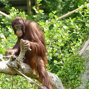 Female Bornean orangutan, May 2022