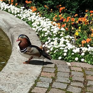 Freeroaming Mandarin Duck and Flowers