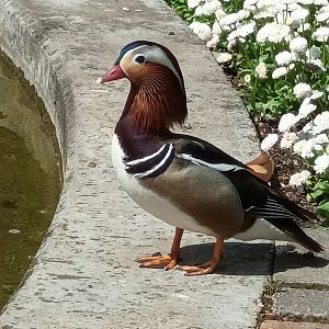 Freeroaming Mandarin Duck
