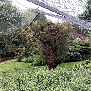 Mediterranean Walkthrough Aviary