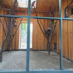 Eastern Rosella and Greater crimson Rosella Aviary