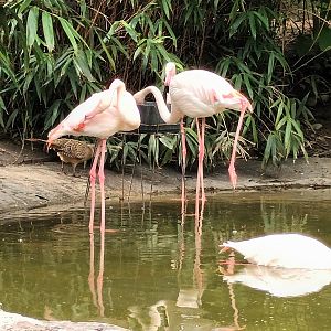 Greater Flamingos