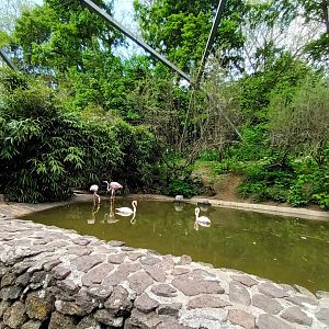 Greater Flamingo Enclosure inside the Mediterranean Walkthrough Aviary
