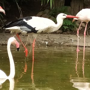 European white Stork and Greater Flamingos