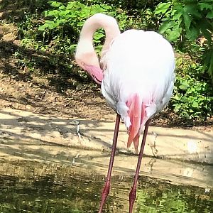 Greater Flamingo