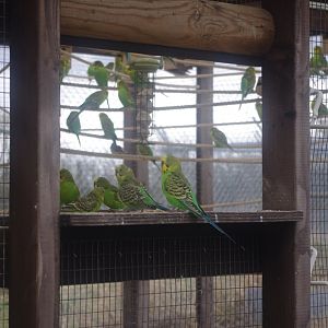 Budgerigar- Hamerton Zoo Park 6/3/2022
