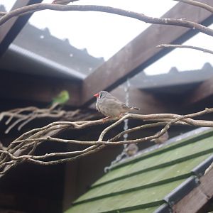 Zebra Finch- Hamerton Zoo Park 6/3/2022