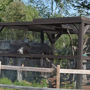 2021 - Lemur Habitat