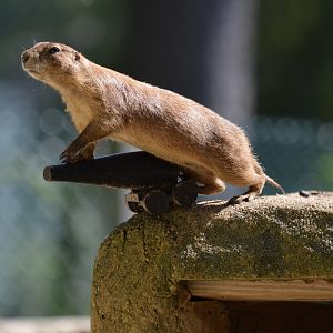 2021 - Prairie Dog