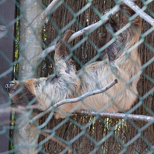 2021 - Two-Toed Sloth