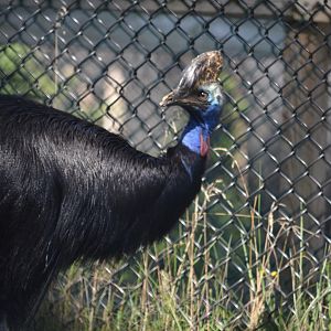2021 - Cassowary