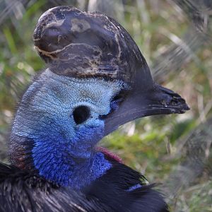 2021 - Cassowary