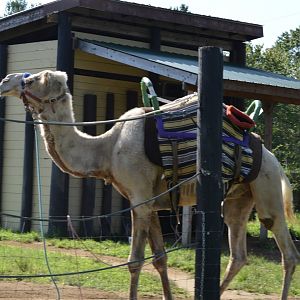 2021 - Camel Rides