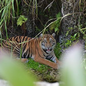 Sumatran Tiger