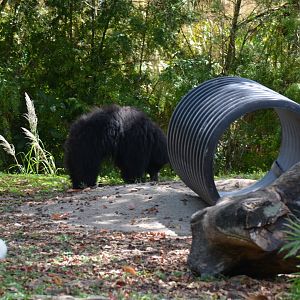 Sloth Bear Habitat