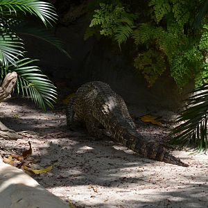 Crocodile (Cuban)