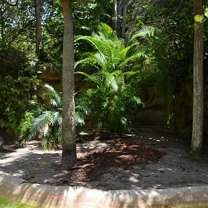 Crocodile (Cuban) Habitat