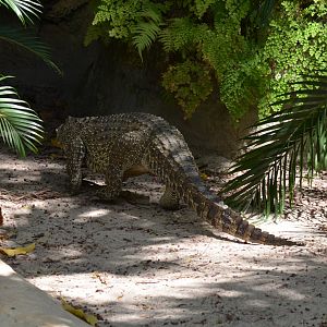 Crocodile (Cuban)